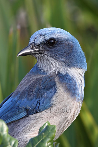 Florida Scrub Jay © Russ Chantler